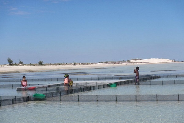 Promoting aquaculture for a better preservation of Soariake Marine Protected Area